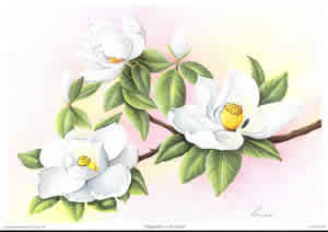 Magnolias 11 By Reina Pack of 6 prints Size 10 x 8 - 403