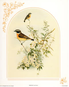 Whinchat Pack of 5 Prints Size 10 x 8 - 4066
