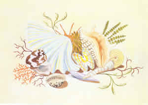 Shells 1 Pack of 6 prints Size 10 x 8 - 415