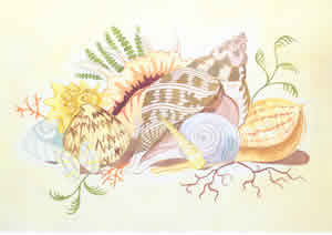 Shells 3 Pack of 6 prints Size 10 x 8 - 417