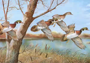 Geese Pack of 6 prints Size 10 x 8 - 427