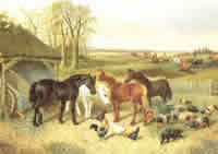 Horses in Farmyard Pack of 5 prints Size 10 x 8 - 444
