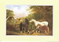 Horses in the field Pack of 5 Prints Size 10 x 8 - 460