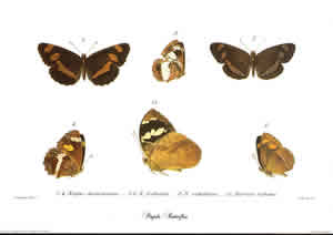 Poujade Butterflies 1 Pack of 6 prints Size 10 x 8 - 480