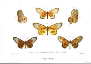 Poujade Butterflies 4 Pack of 6 prints Size 10 x 8 - 483