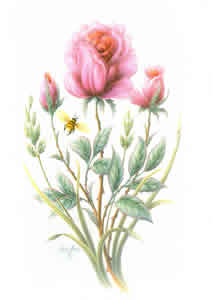 Crimson Rose Pack of 6 prints Size 10 x 8 - 484