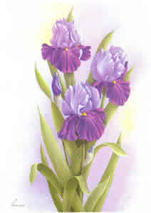 Purple Iries By Reina Pack of 5 prints Size 10 x 8 - 485