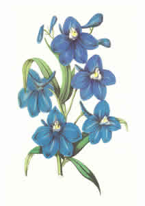 Delphinium Pack of 6 prints Size 10 x 8 - 487