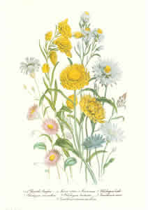 Assorted Flowers Pack of 6 prints Size 10 x 8 - 489