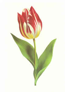Tulip Pack of 6 prints Size 10 x 8 - 493