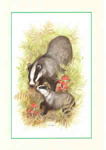 Badgers Pack of 4 Prints Size 10 x 8 - 496