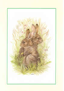 Rabbits Pack of 4 Prints Size 10 x 8 - 497