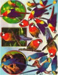 Parrots - 504145