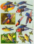 Parrots - 504162