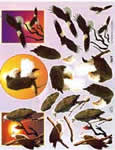Eagle - 504176