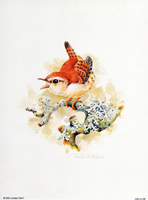 Wren 75017 Print Size 8 x 6 - 564