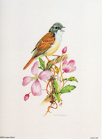 White throat 75015 Print Size 8 x 6 - 565