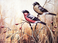 Robin and Mate 56196 Print Size 8 x 6 - 568