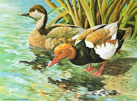 Red Crested Pochards 56190 Print Size 8 x 6 - 592