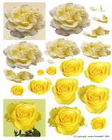 Whiteand Yellow Roses - 425400