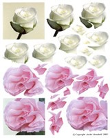 Pink and White Roses - 425401