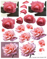 Pink Roses - 425402