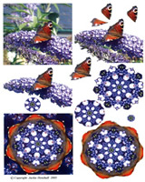 Butterflies - 425407