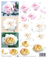 Pale Roses - 425413