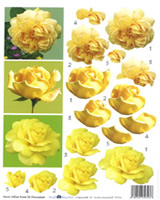 Yellow Roses - 425414
