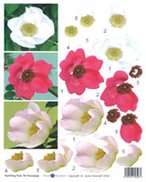 Rambling Rose - 425415