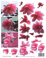 Camelia - 425416