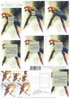 Parrots - 630108
