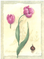 Tulips 1 Size 5 x 4 - 717