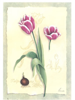 Tulips 2 Size 5 x 4 - 718