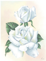 Prints Reina White Rose Pack of 6 Prints Size 8 x 6 - C0405
