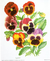 Red Pansies Pack of 6 prints Print Size 5 x 6 - 762