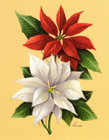 Red and White Poinsettias Christmas Pack of 6 prints Print Size 5 x 4 - 764