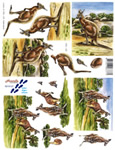 Kangroo's - 8215127