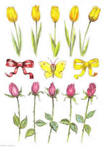 Rose Tulip Bows and butterflies Pack of 6 prints Size 10 x 8 - 853