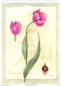Botanical Tulips 1 Pack of 5 prints Size 10 x 8 - 862