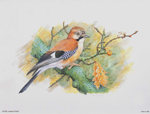 Jay 75031 Print size 8 x 6 - 884