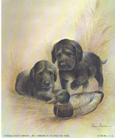 Black Lab Pups 5 x 4 - C0036