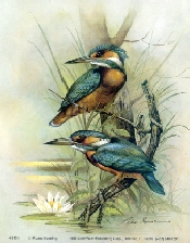 Kingfisher Bird 5 x 4 - C0076