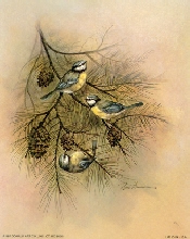 Inquistive Beauty Bird 5 x 4 - C0078