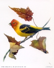 Birds 1A 5 x 4 - C0081