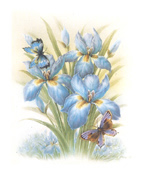 Iris B 5 x 6 - C0200