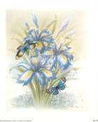 Iris D 5 x 6 - C0202