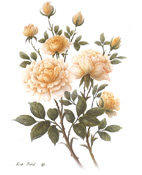 Wild Rose 1 5 x 6 - C0213