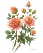 Wild Rose 2 5 x 6 - C0214