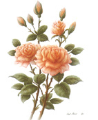 Wild Rose 3 5 x 6 - C0215